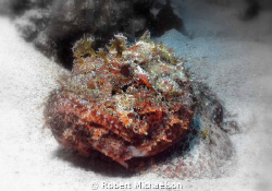 Scorpionfish at Cayman Brac. Soft focus, deleted some color. by Robert Michaelson 